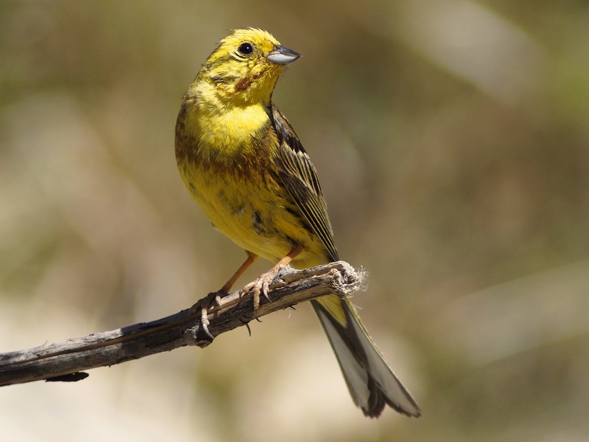 Zigolo Giallo ♂
